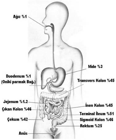 Crohn Hastalığının Tutulum Yerleri ve Görülme Sıklıkları